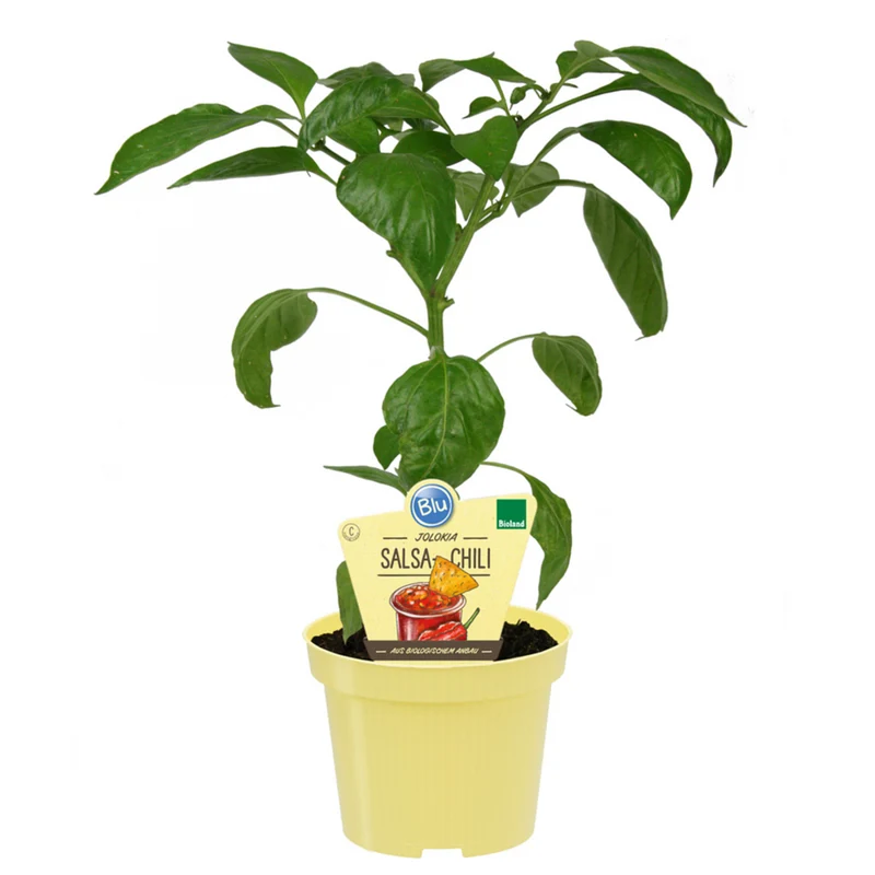 Bio Salsa-Chili 'Jolokia'