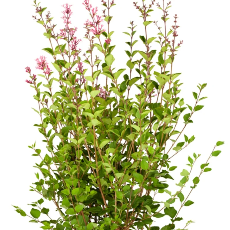 Zwerg-Edelflieder Bloomerang® 'Dark Purple'