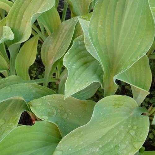 Hosta Krossa Regal Funkia