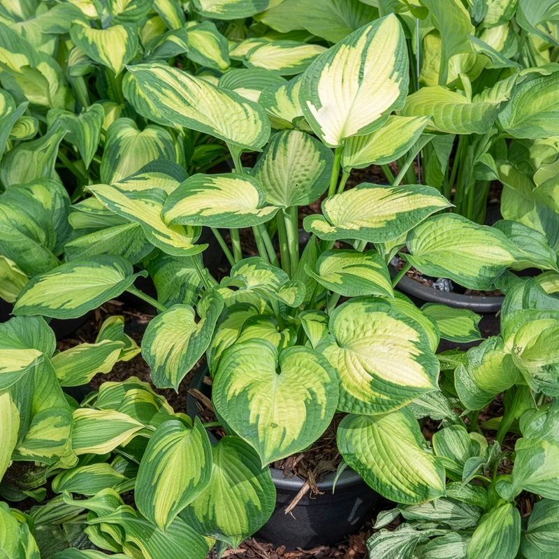 Hosta Paul's Glory Funkia