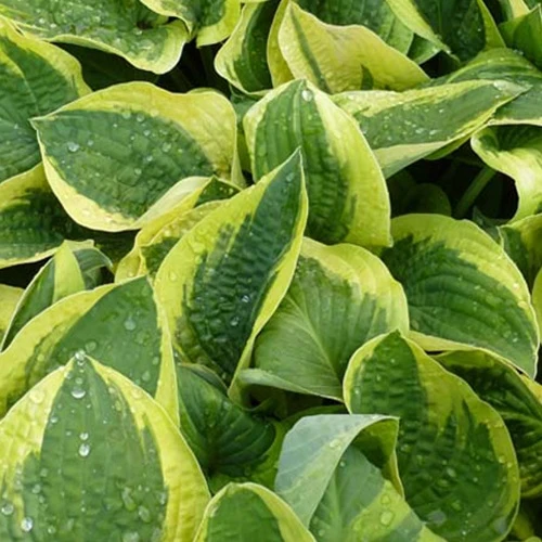 Hosta Mama Mia Funkia
