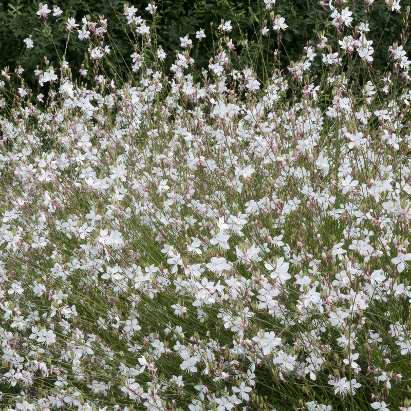 Prachtkerze ‘Short Form’