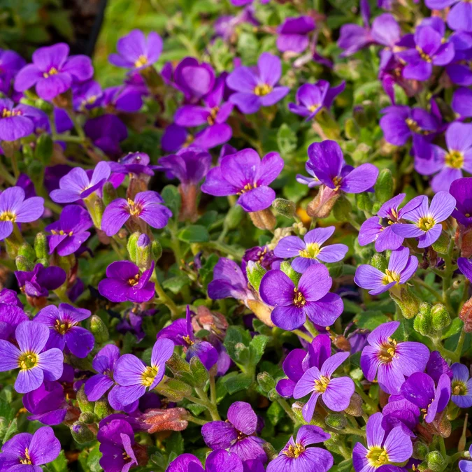 Blaukissen 'Hamburger Stadtpark'