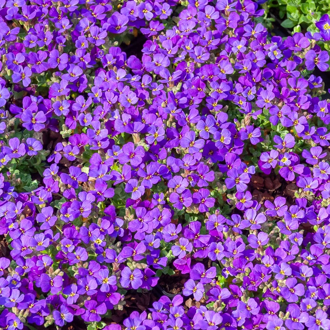 Blaukissen 'Hamburger Stadtpark'