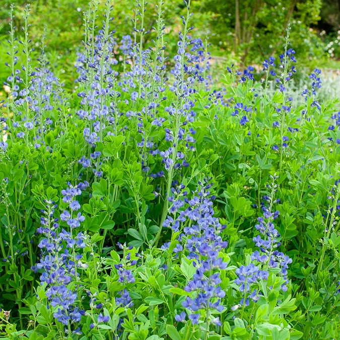 Falscher Indigo