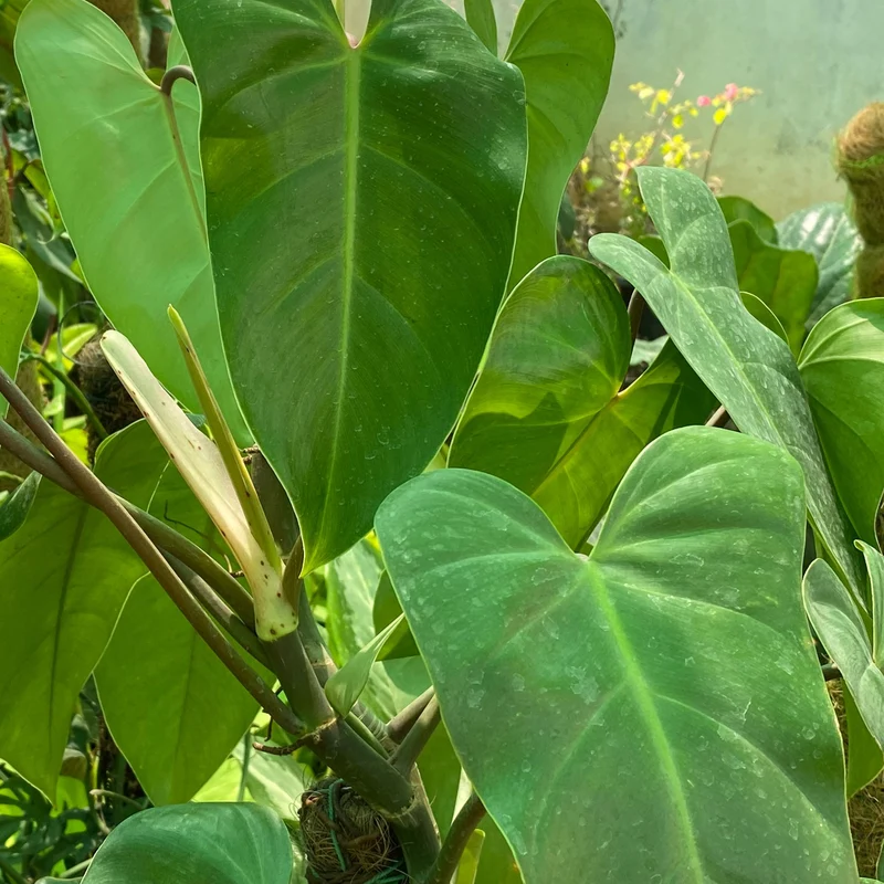 Baumfreund 'Billietiae'