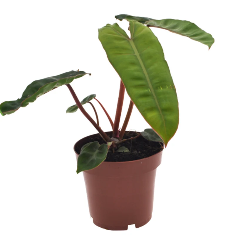 Baumfreund 'Billietiae'
