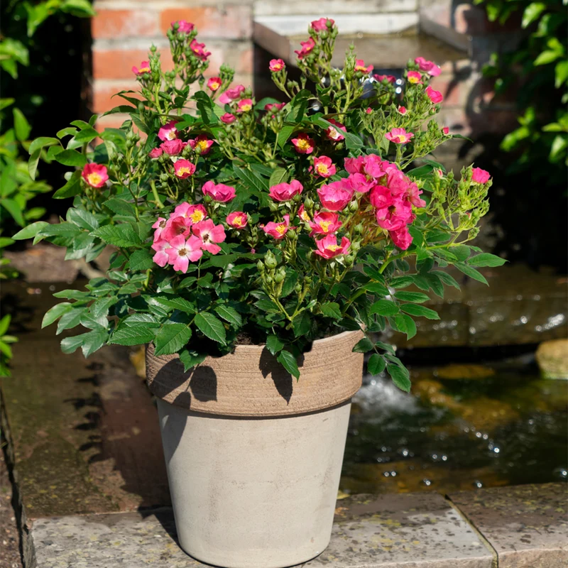 Zwergrose Rosy Boom® 'Mini'