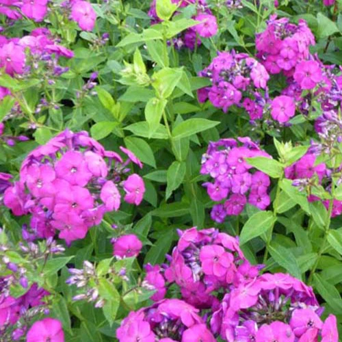 Hohe Flammenblume 'The King'