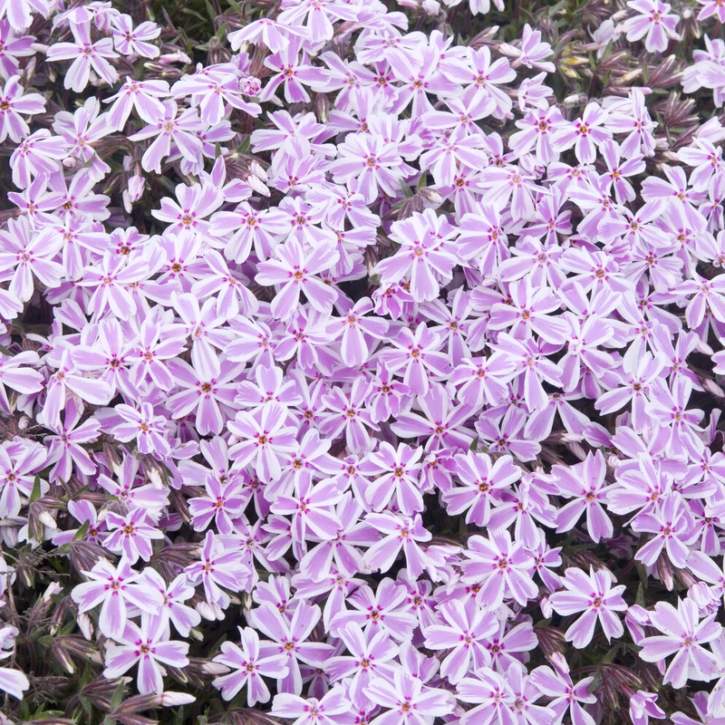 Teppich-Flammenblume 'Candy Stripes'