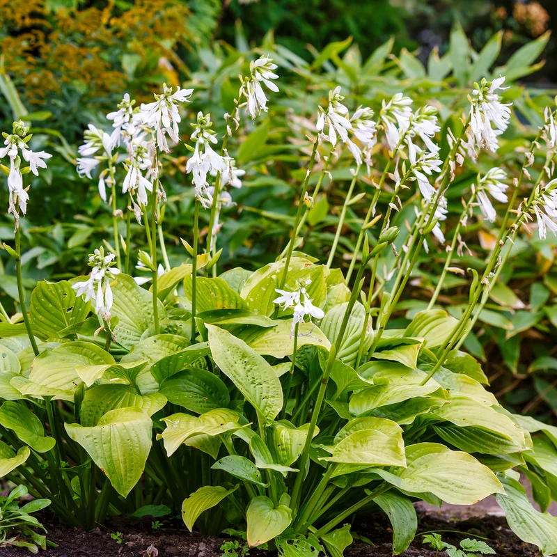 Hosta Royal Standard