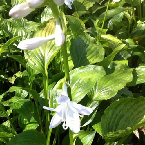 Hosta Royal Standard