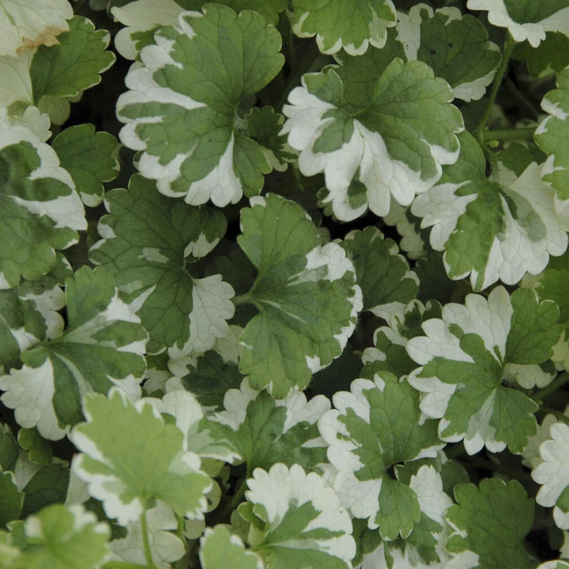 Gundermann 'Variegata'