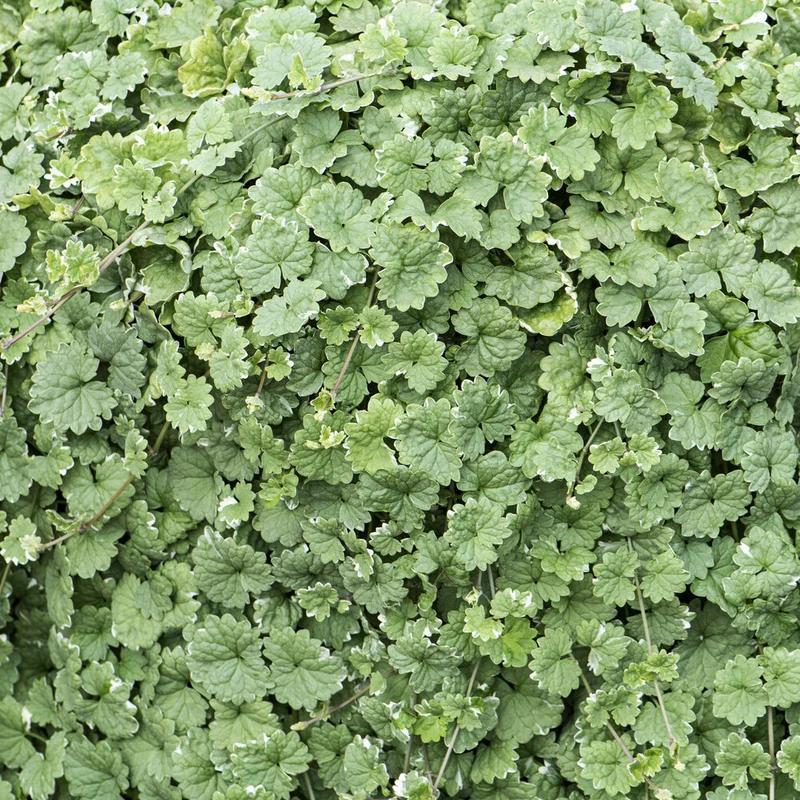 Gundermann 'Variegata'