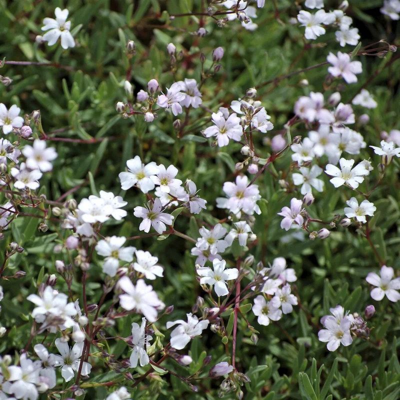Kriechendes Schleierkraut 'Alba'