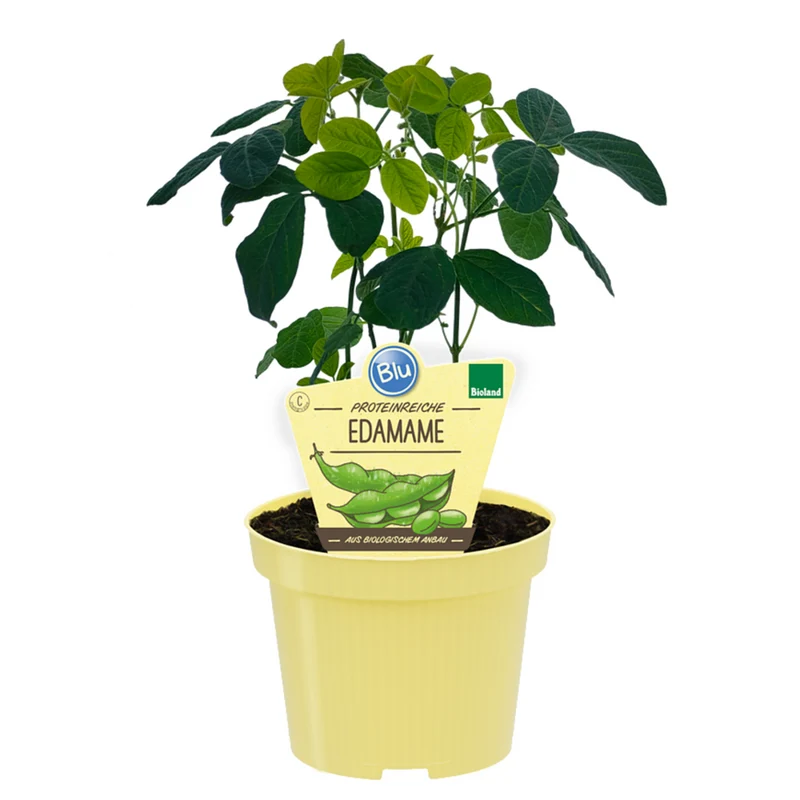Bio Edamame