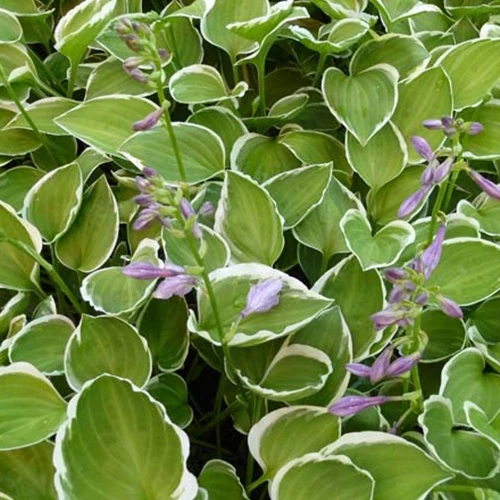 Hosta Diamon Tiara Funkia