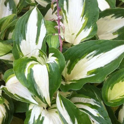 Hosta Christmas Candy Funkia