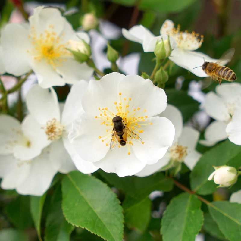 Strauchrose Rosy Boom®