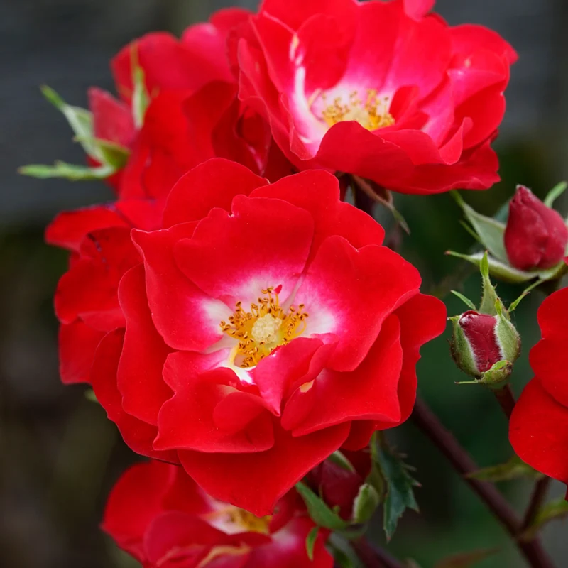 Strauchrose Rosy Boom®
