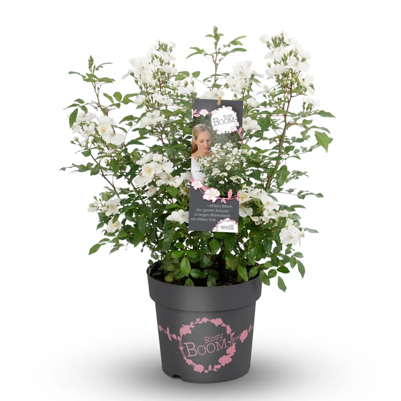 Strauchrose Rosy Boom®