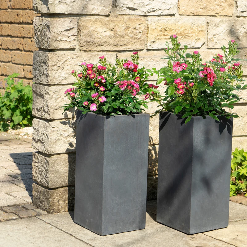 Strauchrose Rosy Boom®
