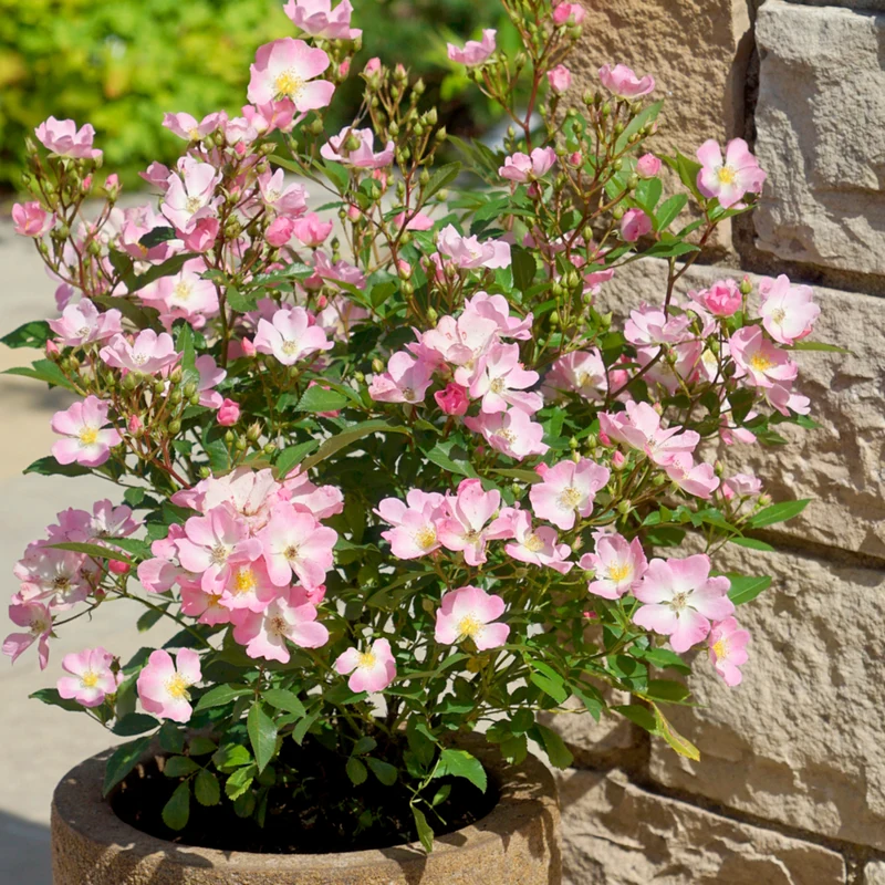 Strauchrose Rosy Boom®