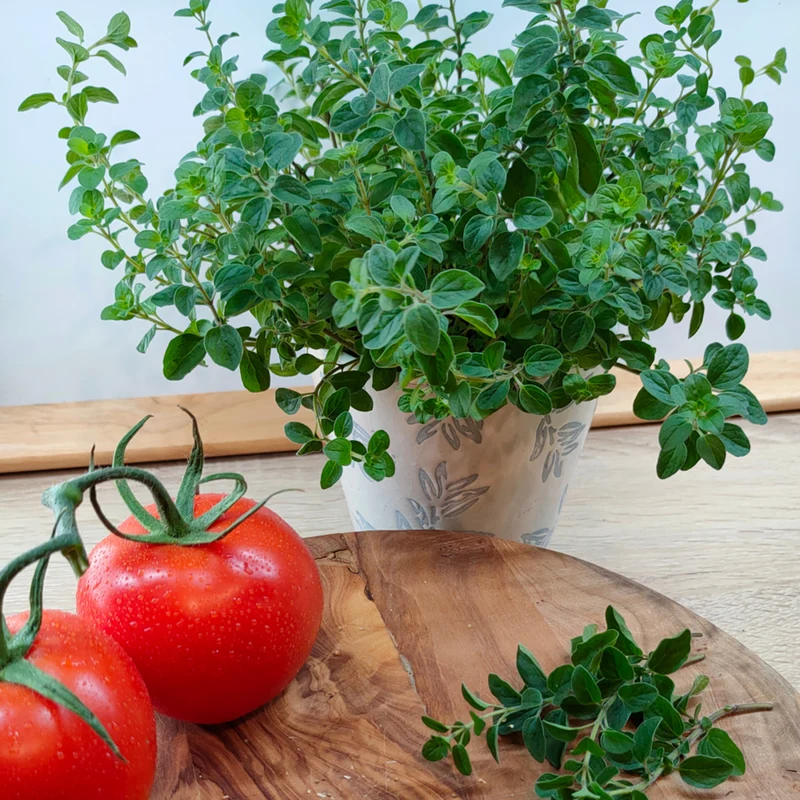 Bio Oregano