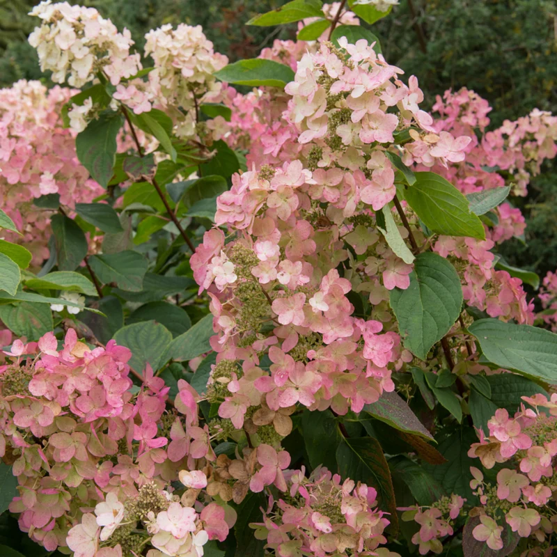 Rispenhortensie 'Pinklight®'