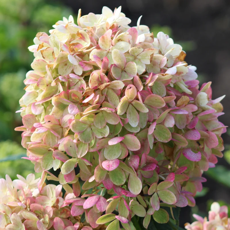 Rispenhortensie 'Pinklight®'