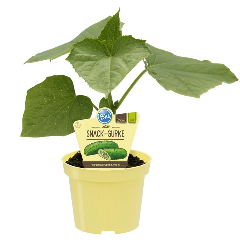 Bio Gurke 'Mini-Snack-Gurke'