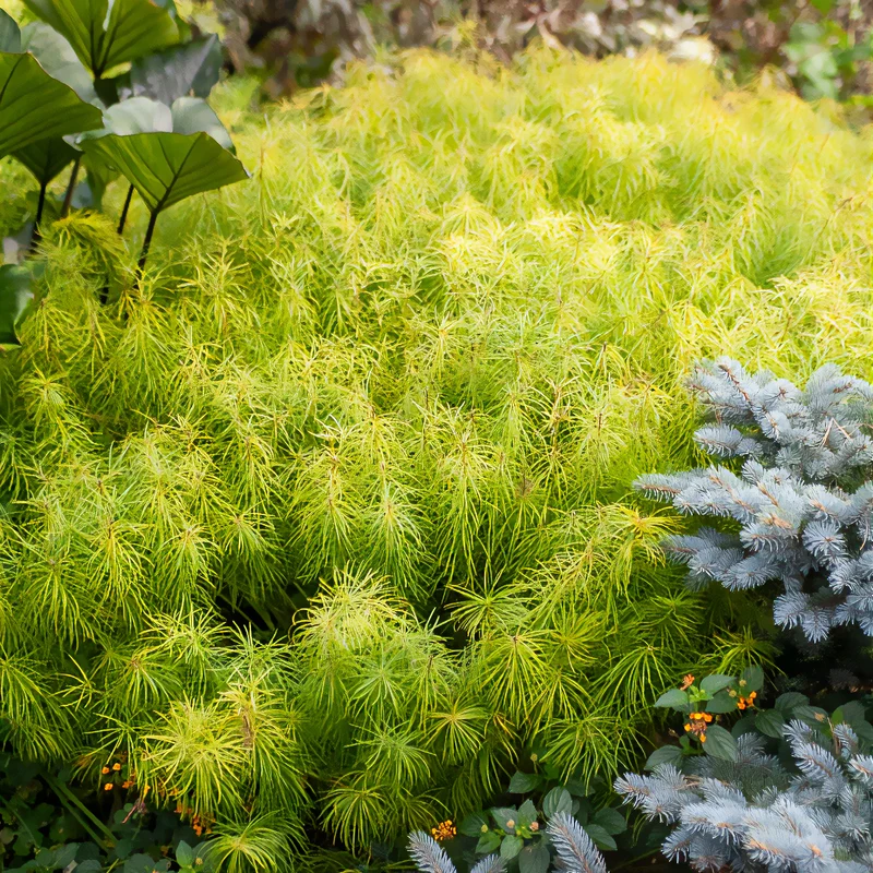Amsonia hubrichtii
