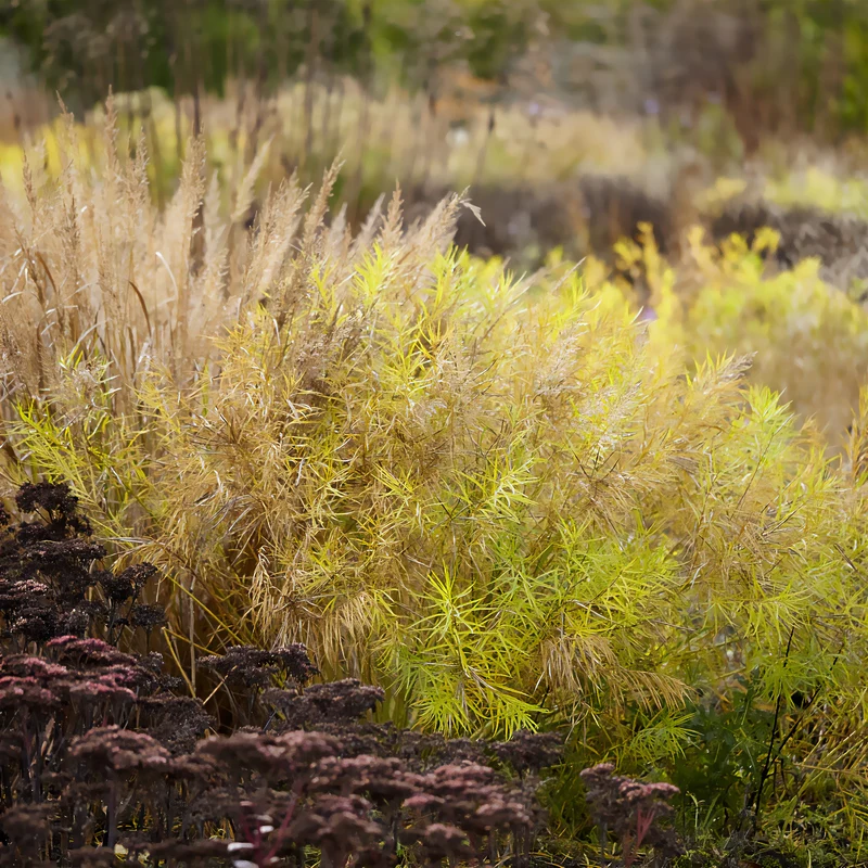 Amsonia hubrichtii