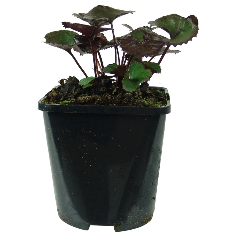 Greiskraut 'Pandora'