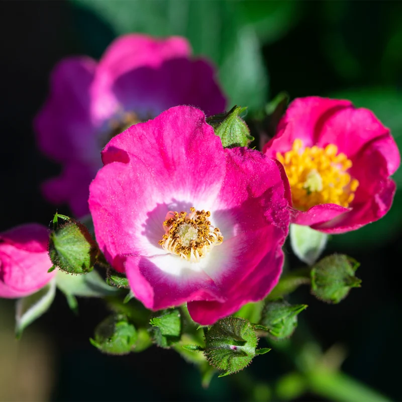 Zwergrose Rosy Boom® 'Mini', Stämmchen