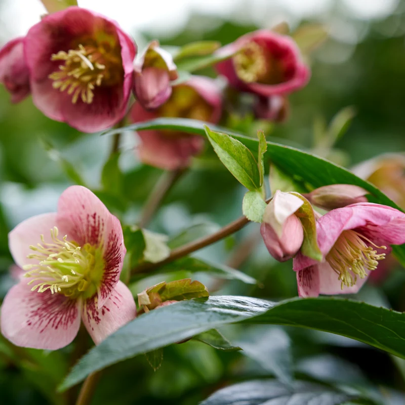 Lenzrose 'Dacaya®'