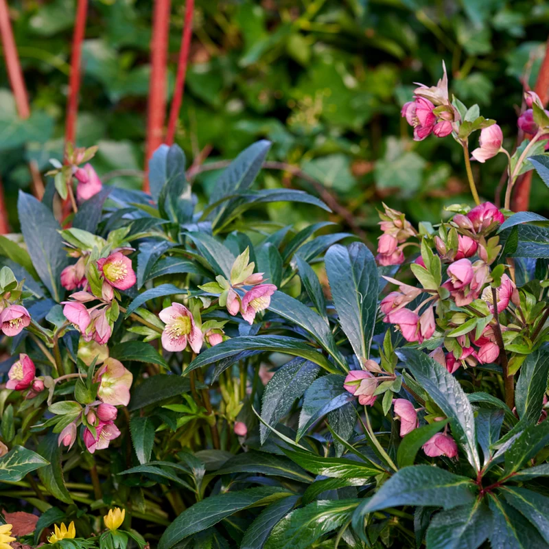 Lenzrose 'Dacaya®'