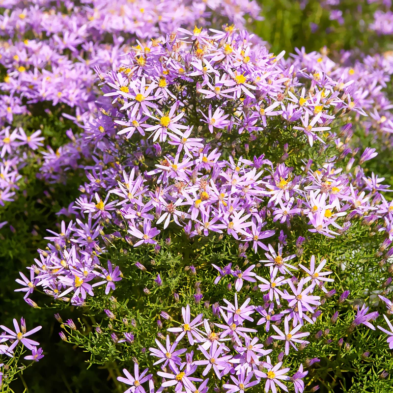 Niedrige Garten-Aster 'Nanus'