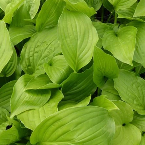 Hosta Hadspen Weiße Funkie