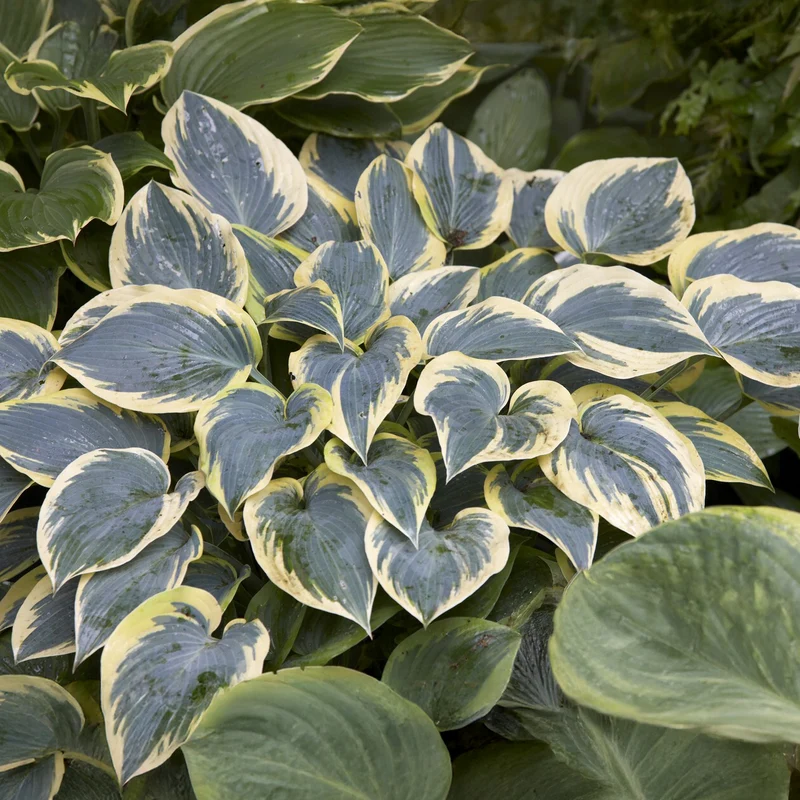 Hosta First Frost Funkia