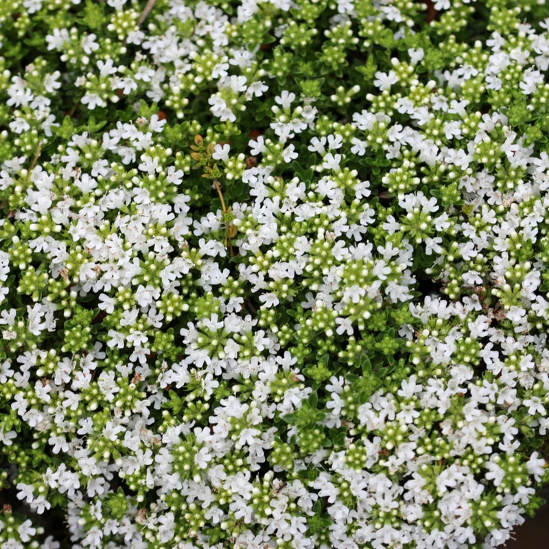 Weißer Sand-Thymian 'Albus'