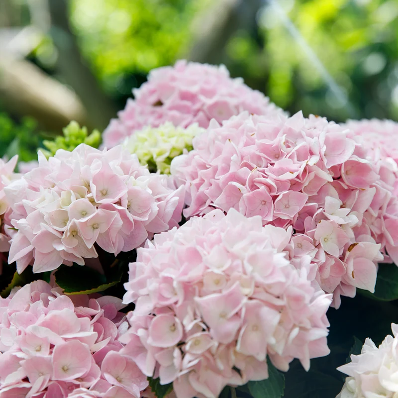 Bauernhortensie 'Music Collection Soft Pink Salsa®'