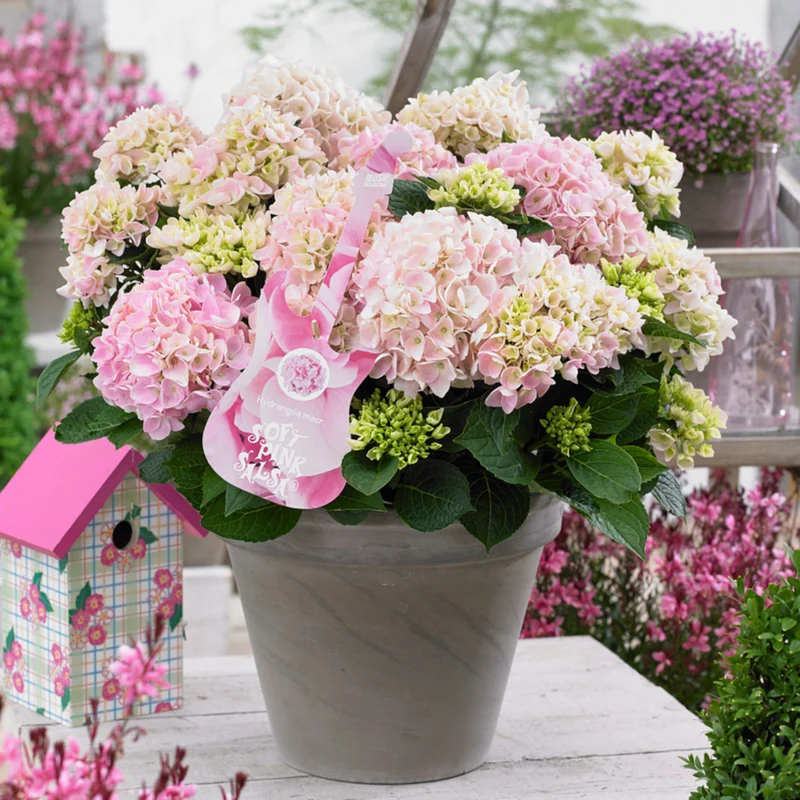 Bauernhortensie 'Music Collection Soft Pink Salsa®'