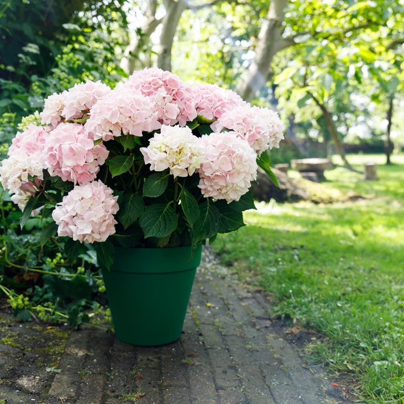 Bauernhortensie 'Music Collection Soft Pink Salsa®'