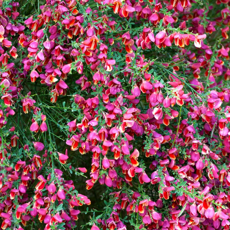 Edelginster 'Burkwoodii'