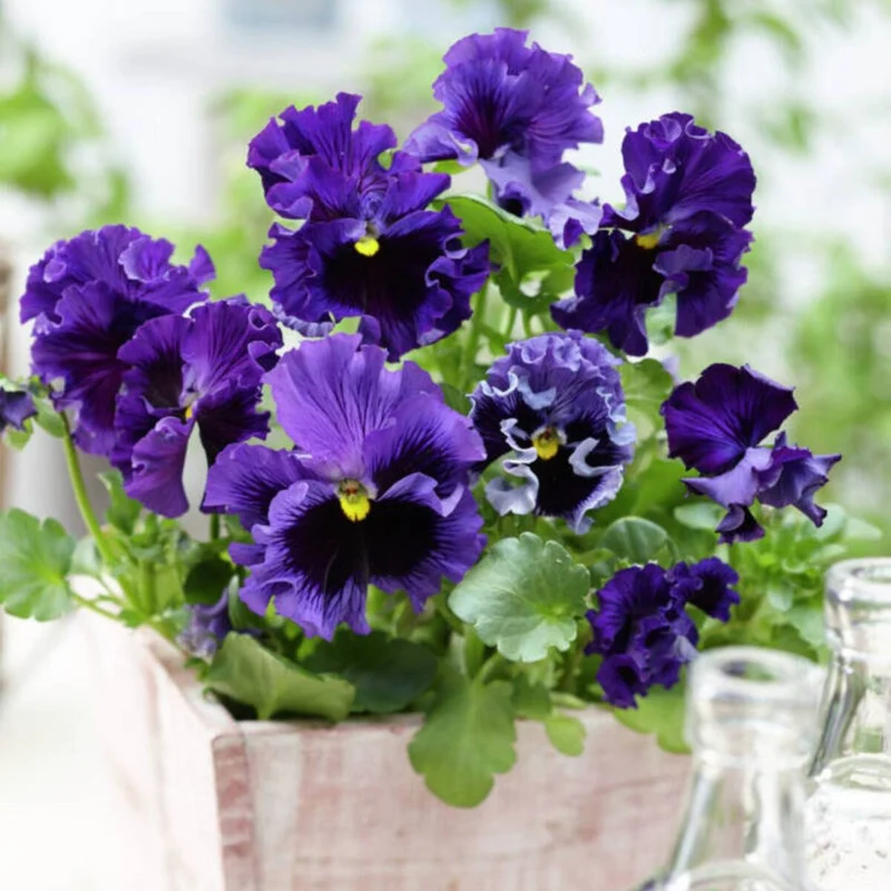 Bio essbare Blüten