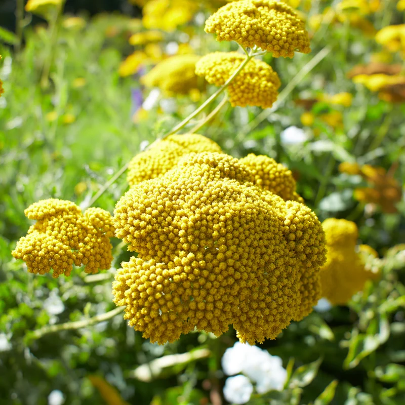 Hohe Gold-Garbe