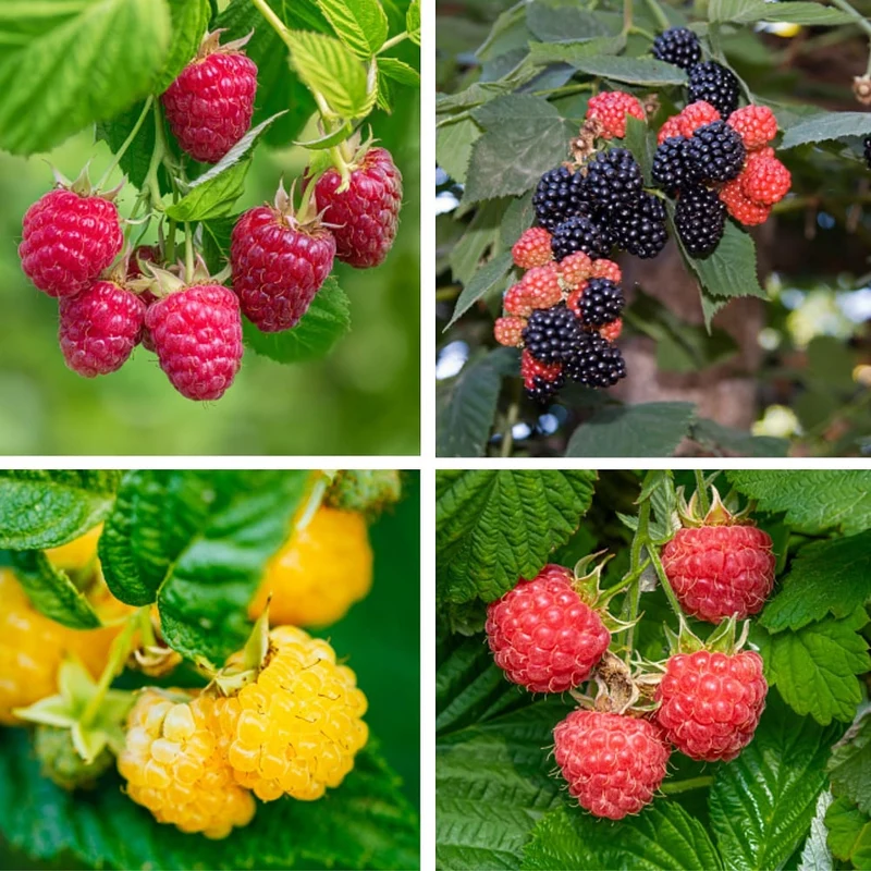 Bio-Obst Himbeere im Set