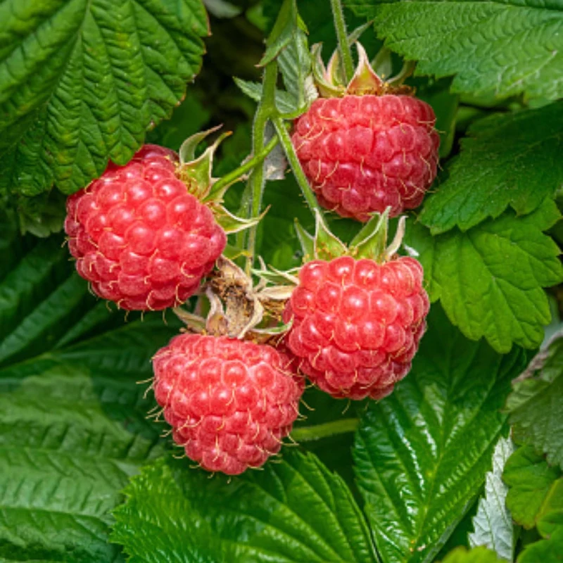 Bio-Obst Himbeere im Set