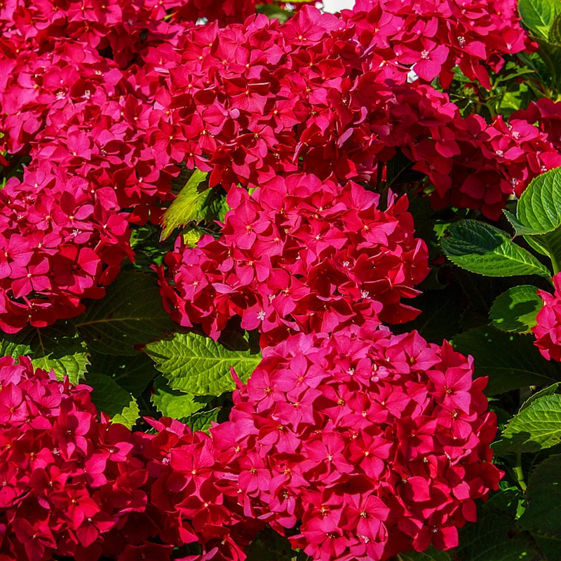Bauernhortensie Royalty Collection® 'Fire Wings'